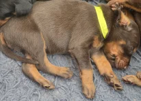 Puppy 6 - Yellow