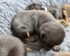 Doberman