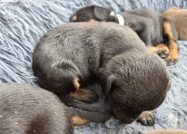 Puppy 7 - no collar