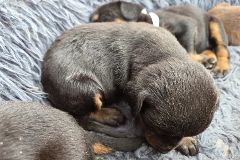 Doberman