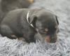 Doberman