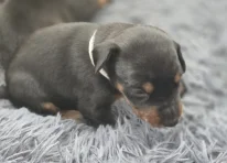 Puppy 8 - Silver