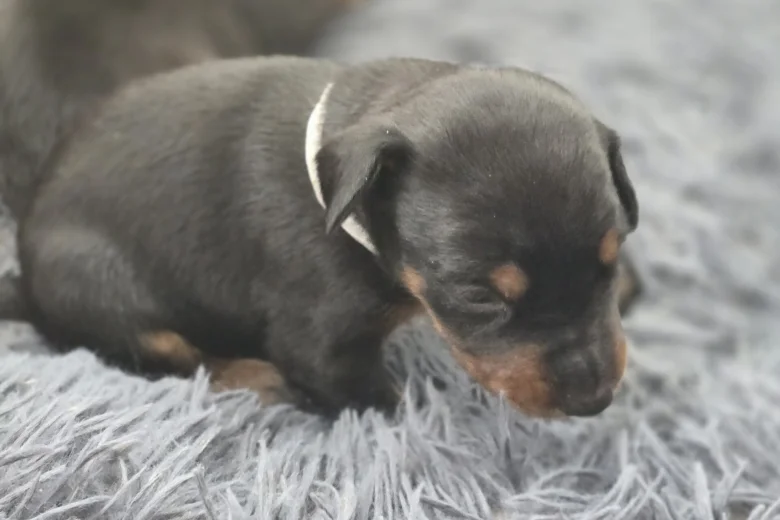 Doberman