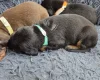 Doberman