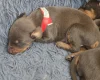 Doberman