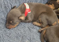 Puppy 10 - Red