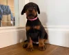 Doberman