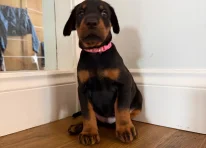 Puppy 4
