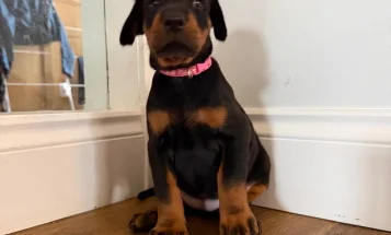 Doberman