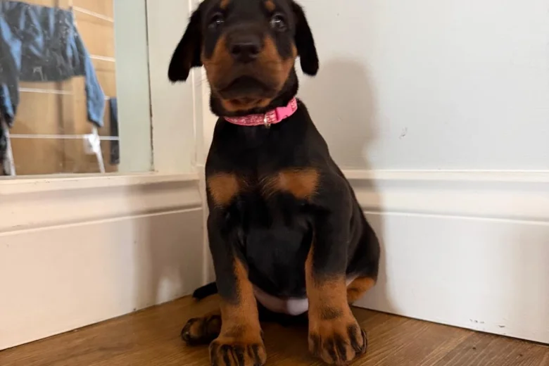 Doberman