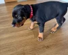 Doberman