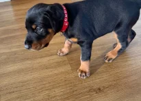 Puppy 5