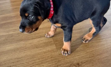 Doberman