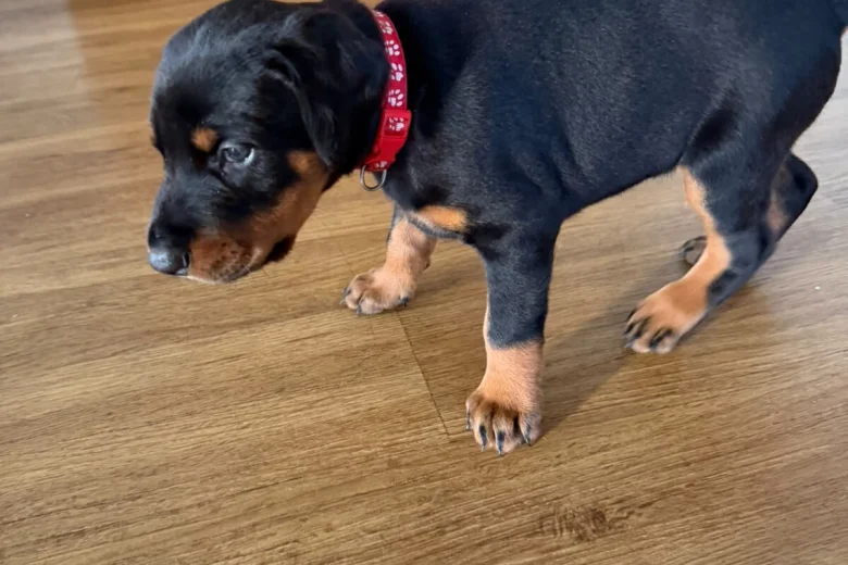 Doberman