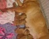 Dogue De Bordeaux