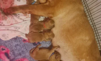 Dogue De Bordeaux