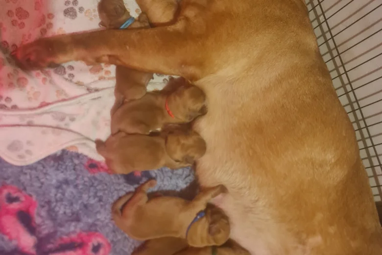 Dogue De Bordeaux