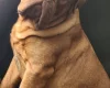 Dogue De Bordeaux