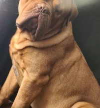 Romeo
