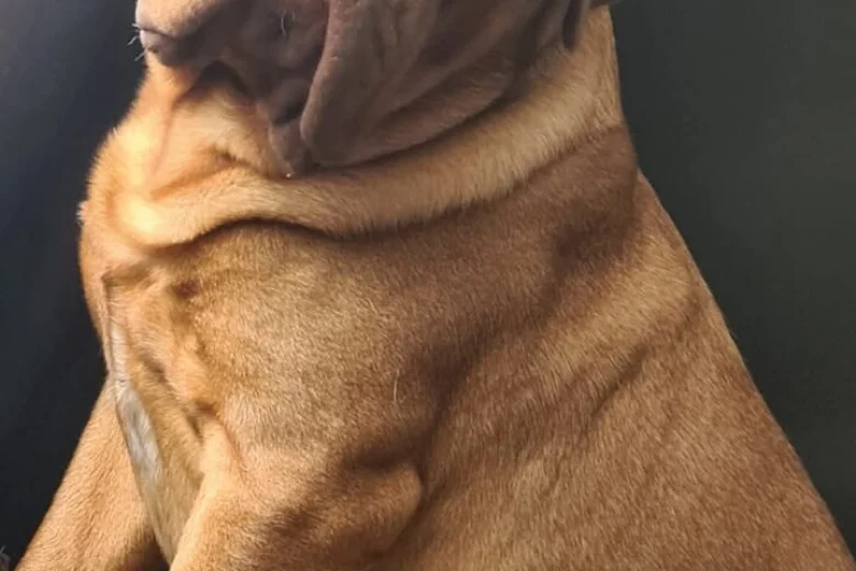 Dogue De Bordeaux