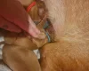 Dogue De Bordeaux