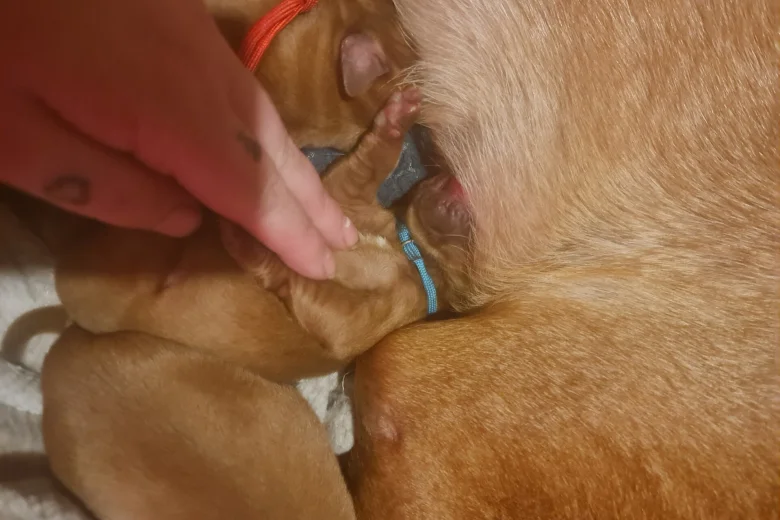 Dogue De Bordeaux