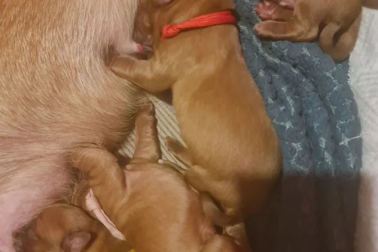 Dogue De Bordeaux