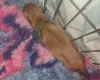 Dogue De Bordeaux