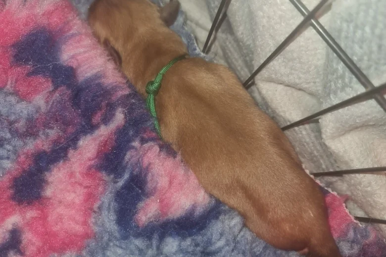 Dogue De Bordeaux