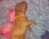 Dogue De Bordeaux