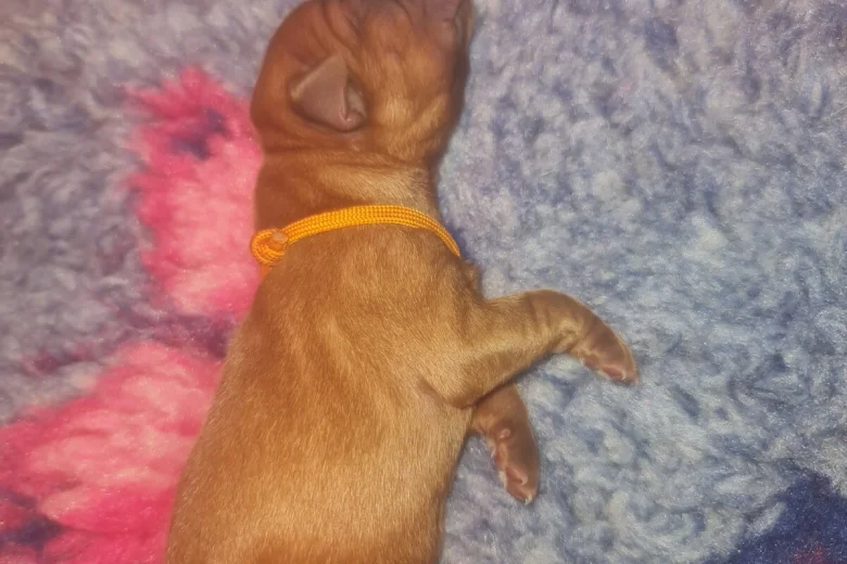 Dogue De Bordeaux
