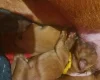 Dogue De Bordeaux