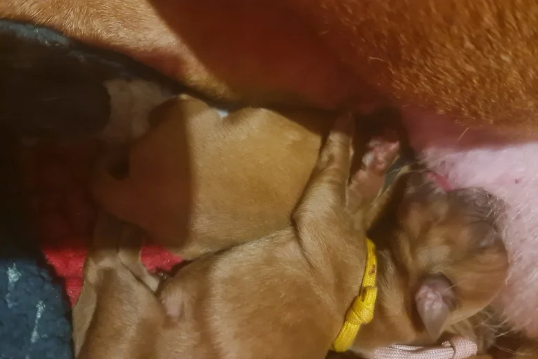 Dogue De Bordeaux