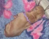 Dogue De Bordeaux