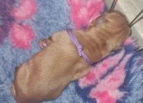Puppy 5