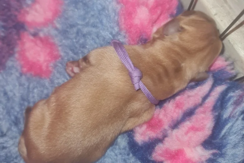 Dogue De Bordeaux