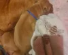 Dogue De Bordeaux