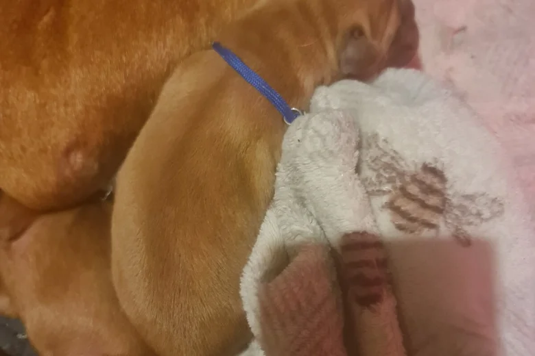 Dogue De Bordeaux