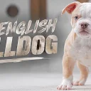 Dorset Olde Tyme Bulldogge