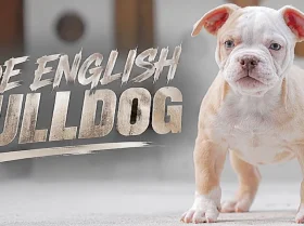 Dorset Olde Tyme Bulldogge