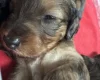 Doxipoo