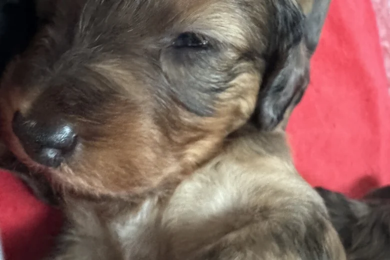 Doxipoo