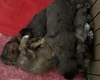Doxipoo