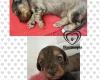 Doxipoo