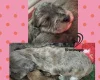 Doxipoo