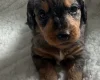 Doxipoo