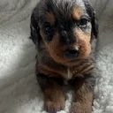 Doxipoo