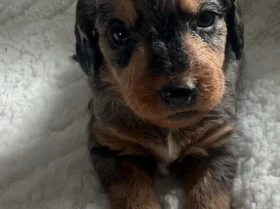 Doxipoo