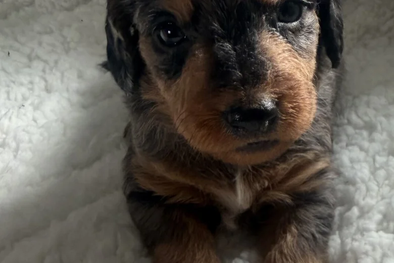 Doxipoo