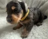 Doxipoo